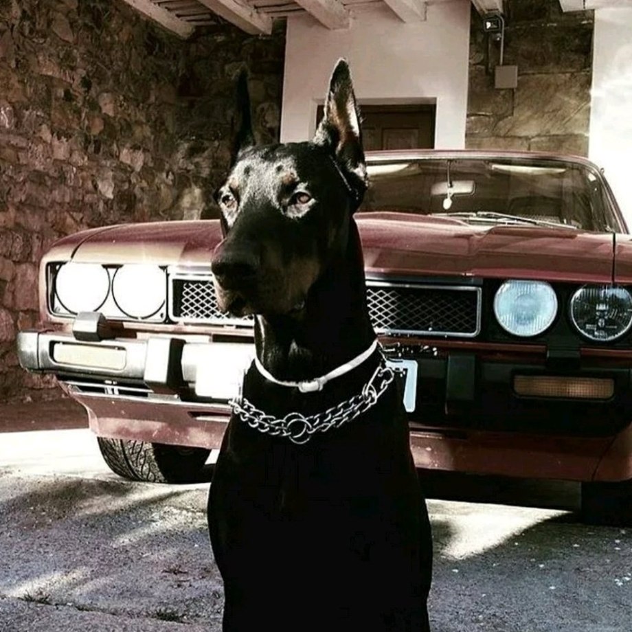 Гелик и Доберман
