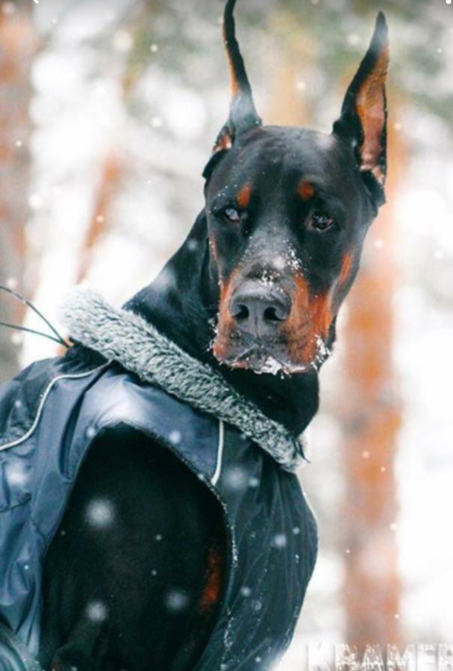 Собака Доберман