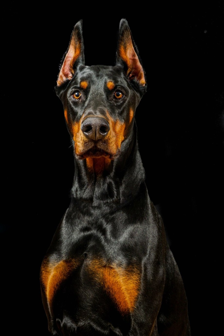 Доберман k9