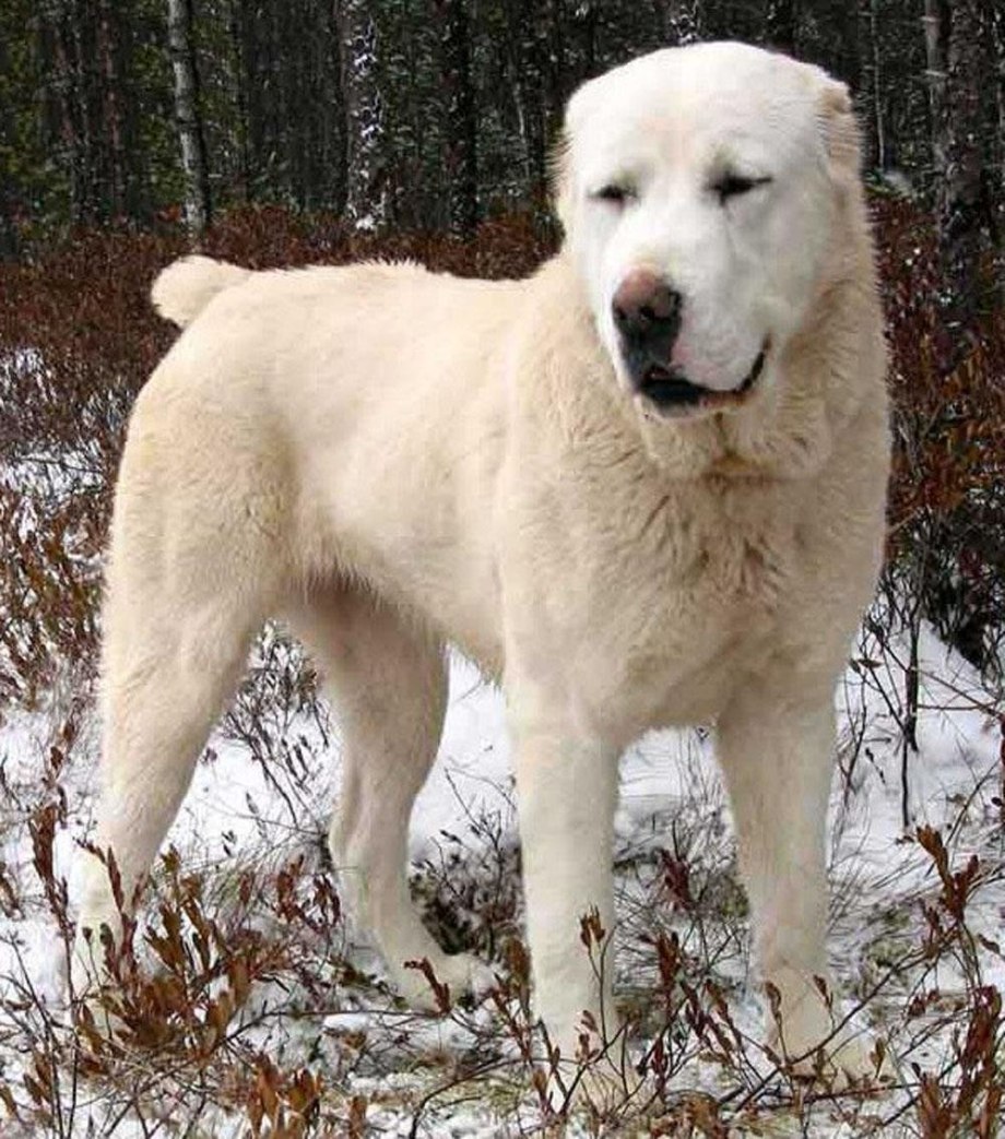 Алабай собака