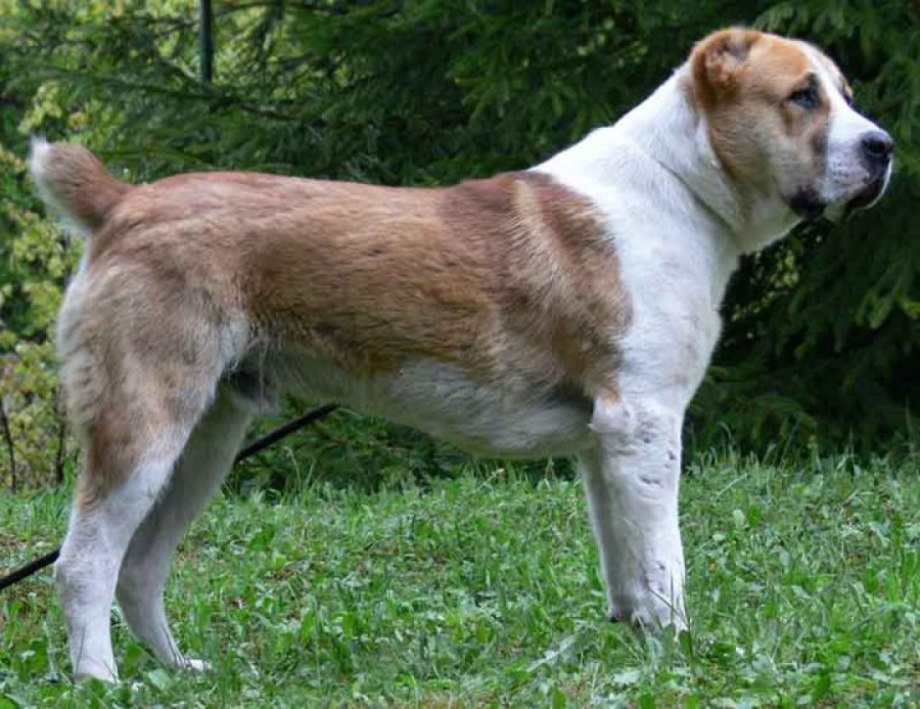 Азиатский алабай