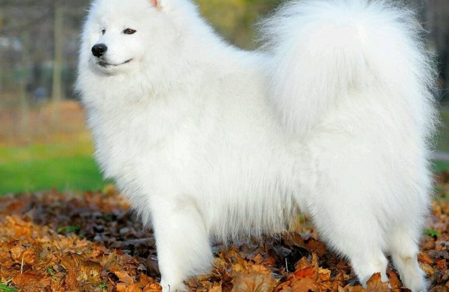 Лайка самоед