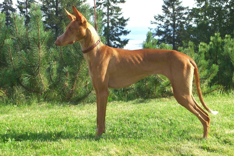 Андалузский Поденко (Поденко Андалуз) (Podenco Andaluz)