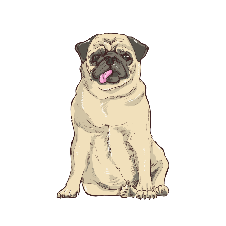 Мопс ilove Pug