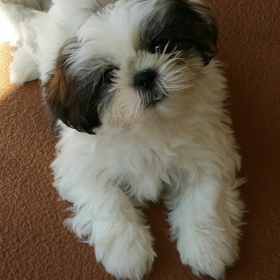 Maltese Shih Tzu щенок