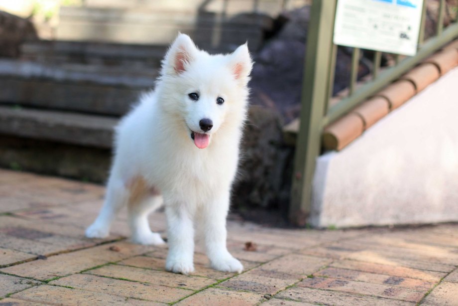 Samoyed Husky Puppy