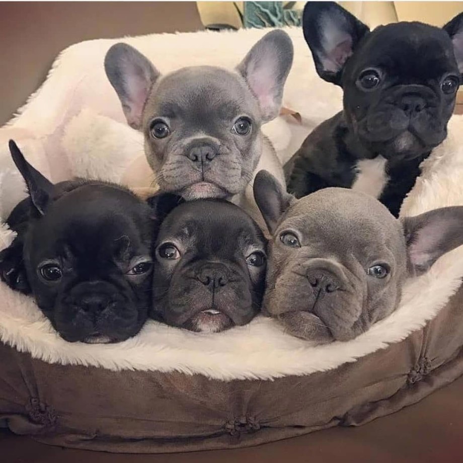 Королевский бульдог
