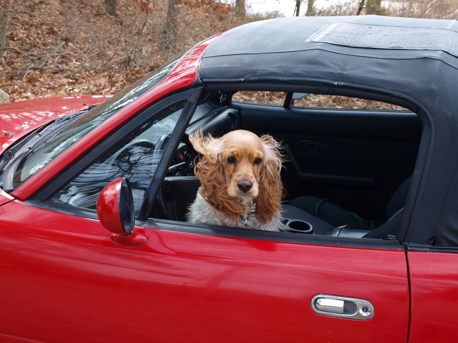Мармадюк (Marmaduke) 2010