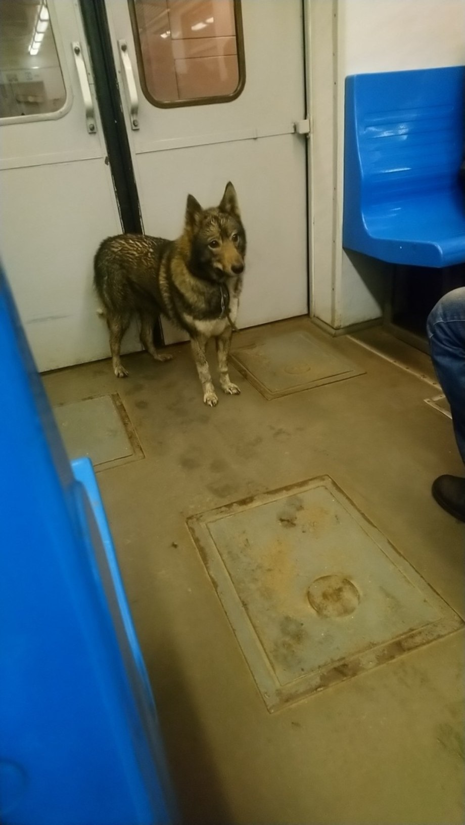 Собака в автобусе прикол