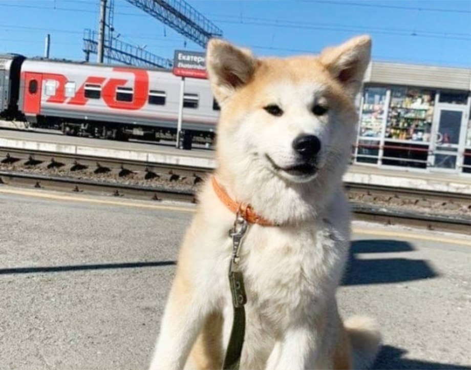 Собака в купе