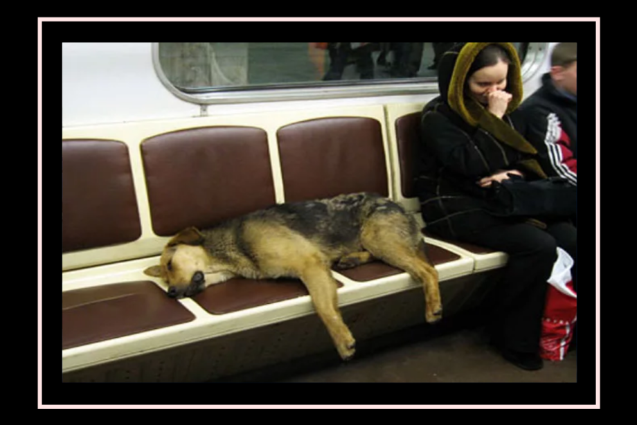 Вагоны для животных РЖД