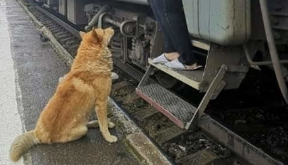 Собака на железной дороге