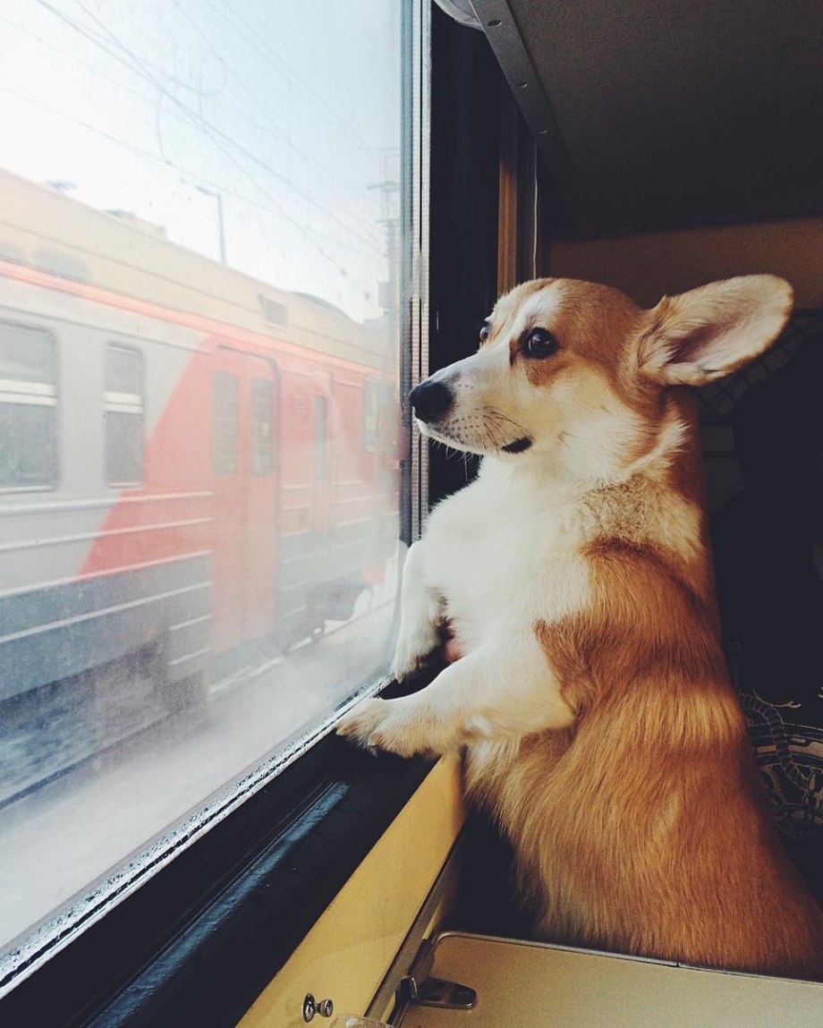 Собака в вагоне