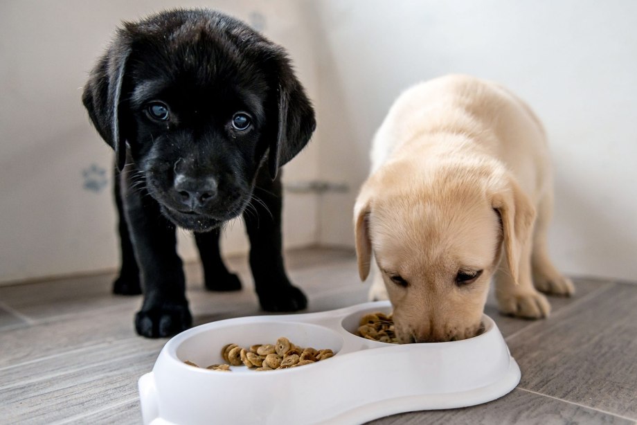 Puppy eat