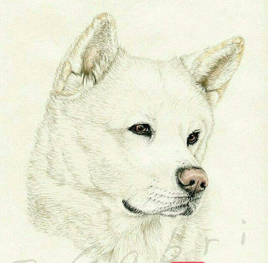 Сиба ину референс