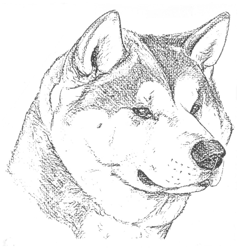 Собачки китайские Shiba Inu картинки для срисовки