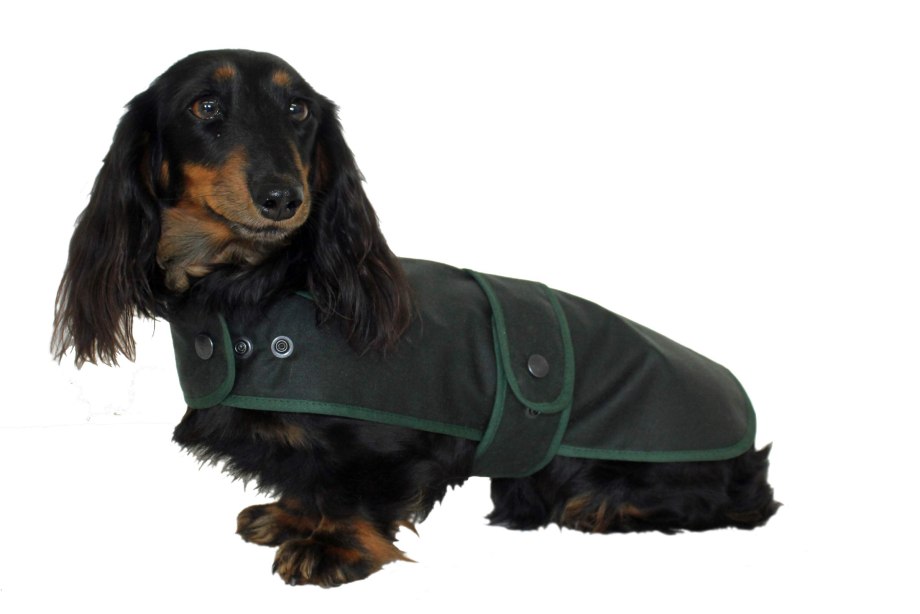 Coat for Dachshund