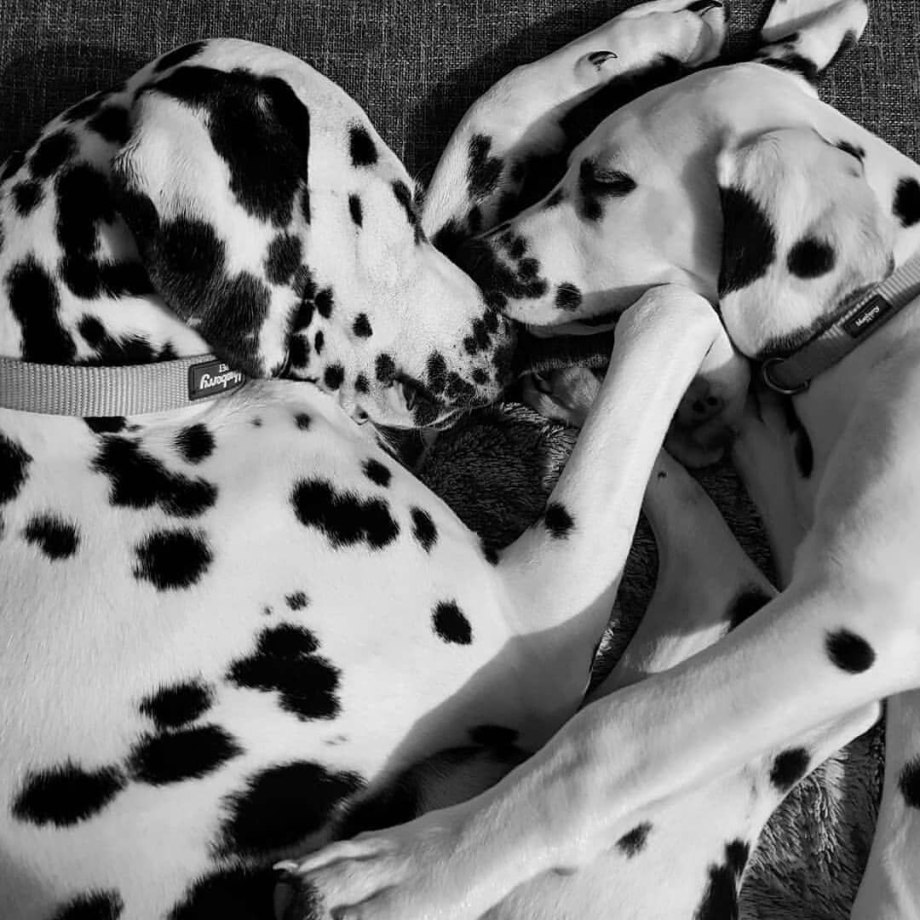 101 Далматинец one hundred and one Dalmatians (1961)