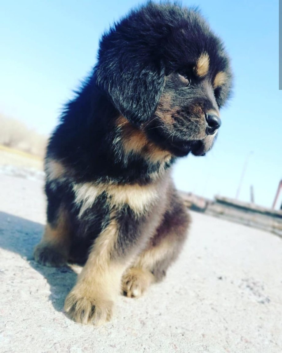 Тибетский мастиф лапа