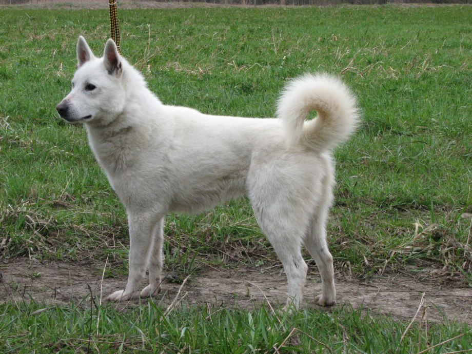 Швейцарский элкхаунд
