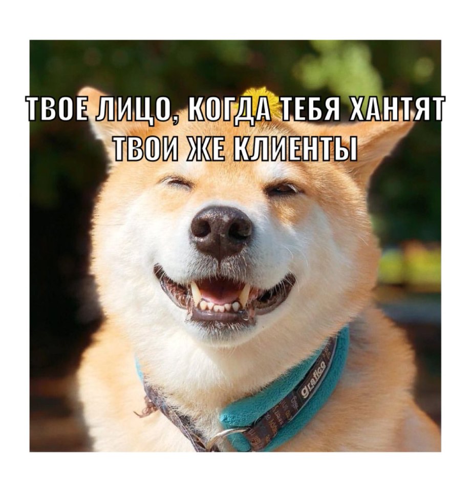 Акита ину Марутаро
