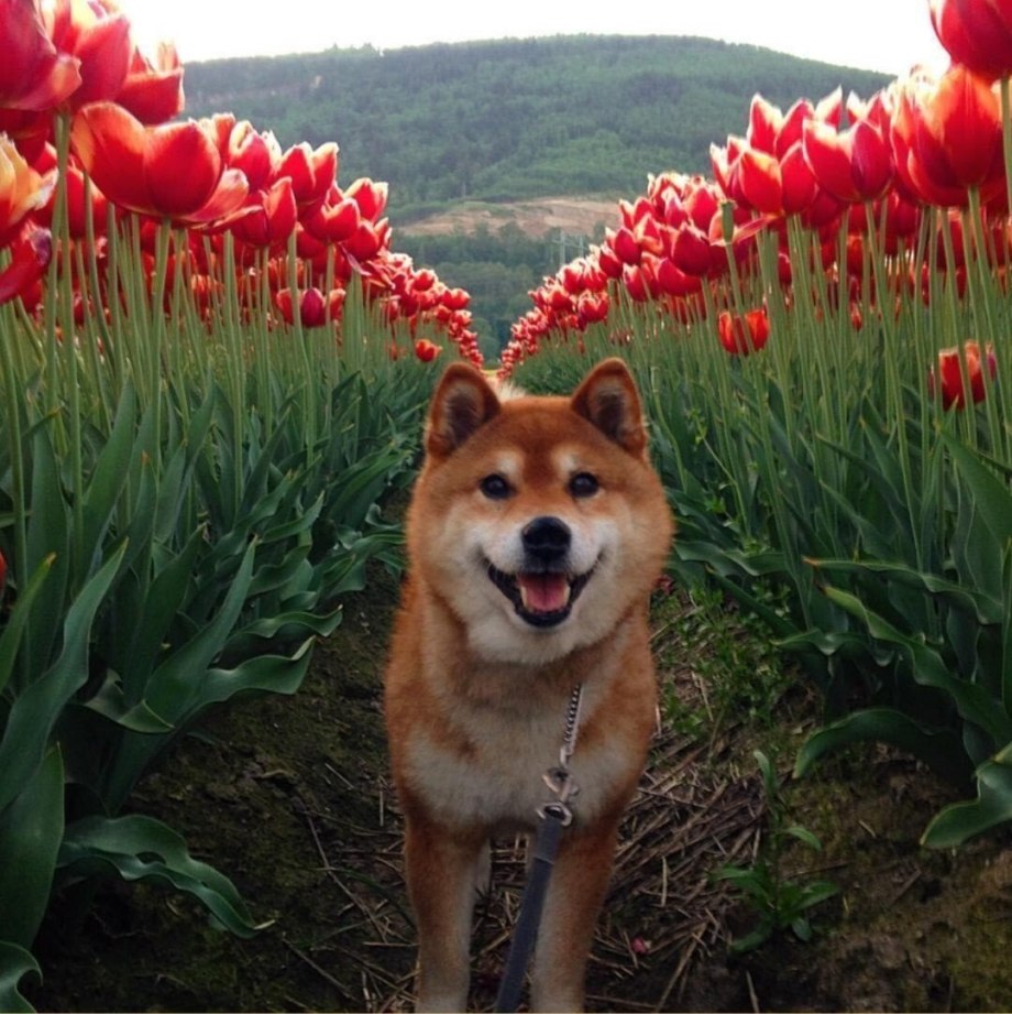 Сиба ину