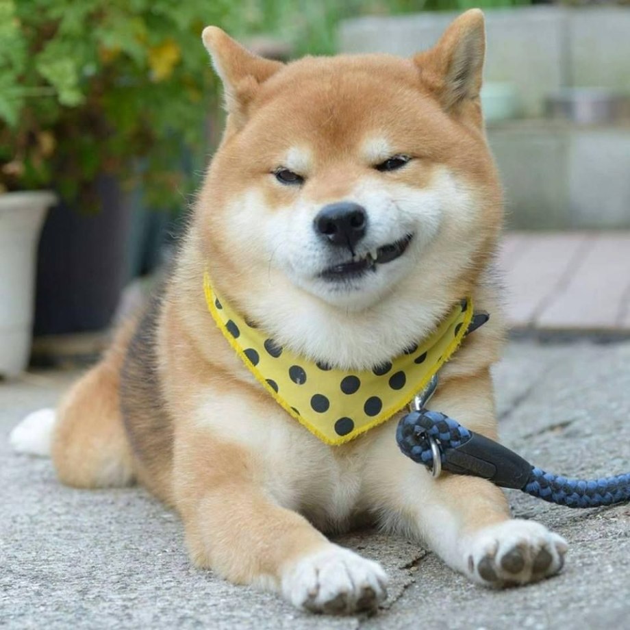 Сиба ину 3