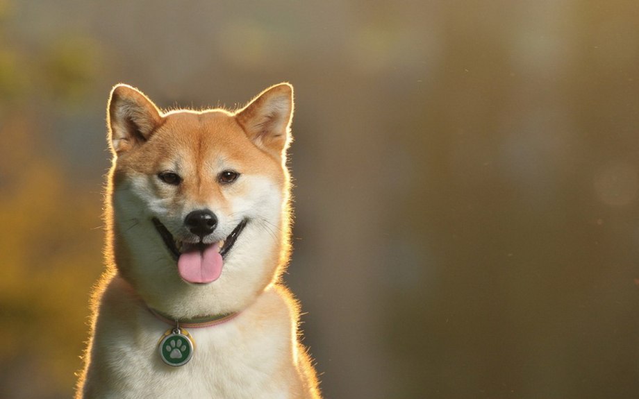 Сиба ину