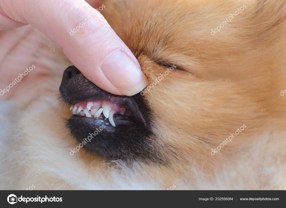 Noisy Dog 2