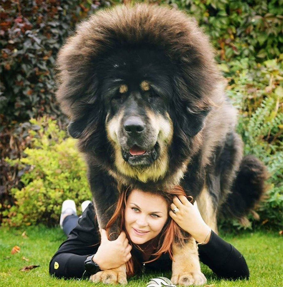 Собака тибетский мастиф