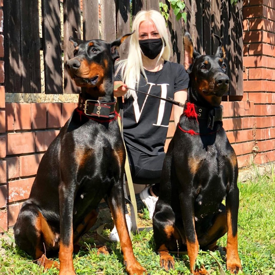 Доберман Prada