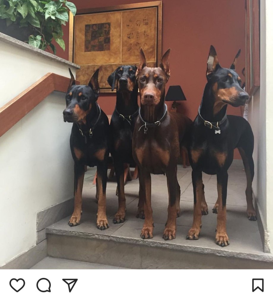 4 Добермана