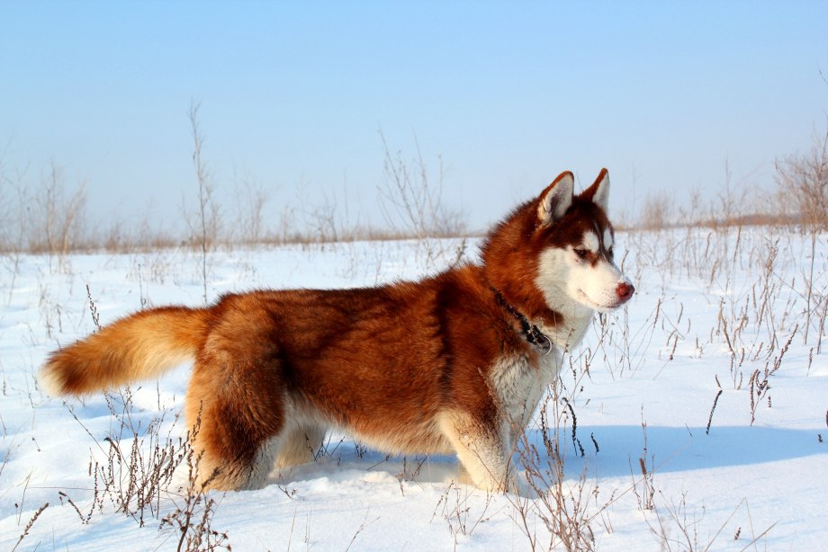 Сибирский хаски рыжий