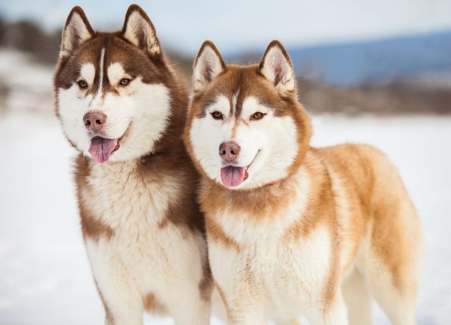 Хаски Siberian