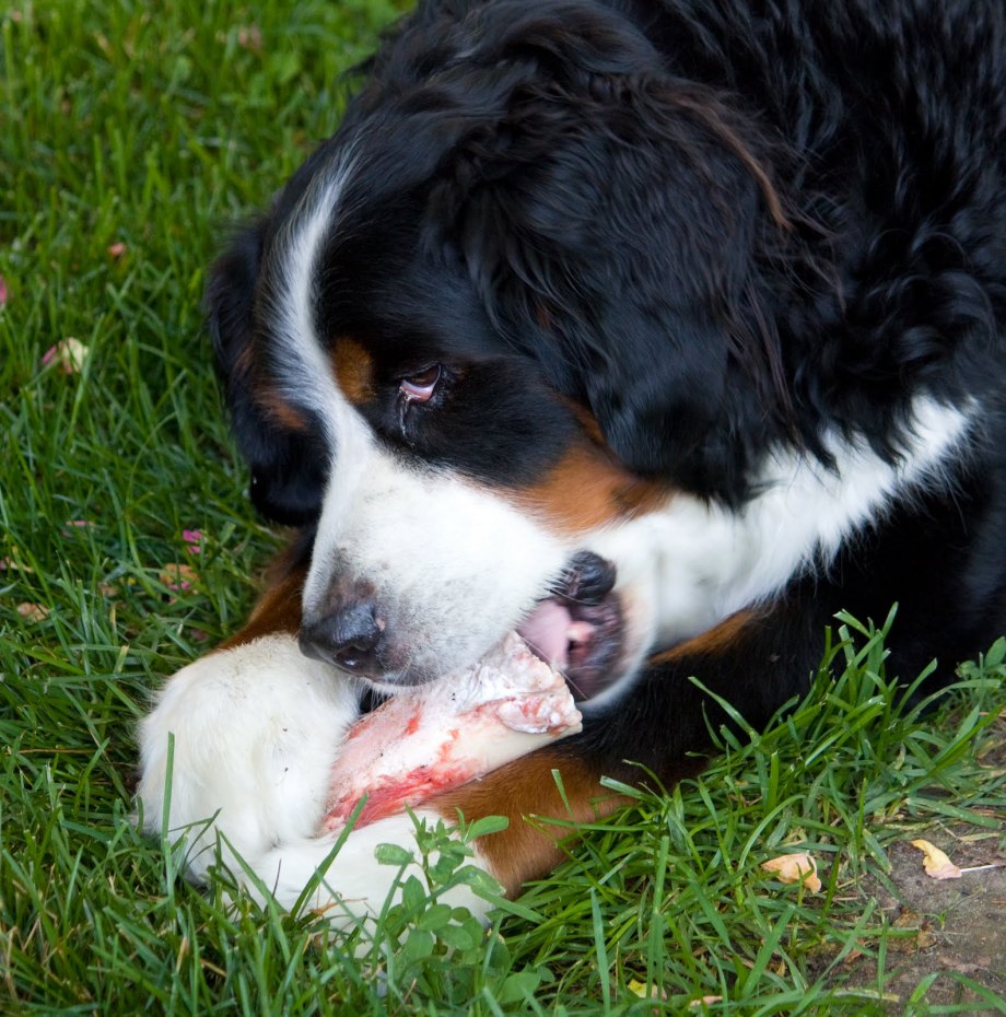 Floral Bernese Mountain Dog