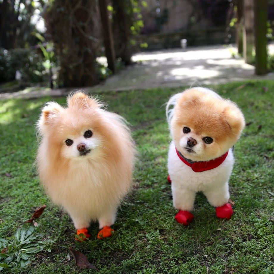 Померанский шпиц Boo