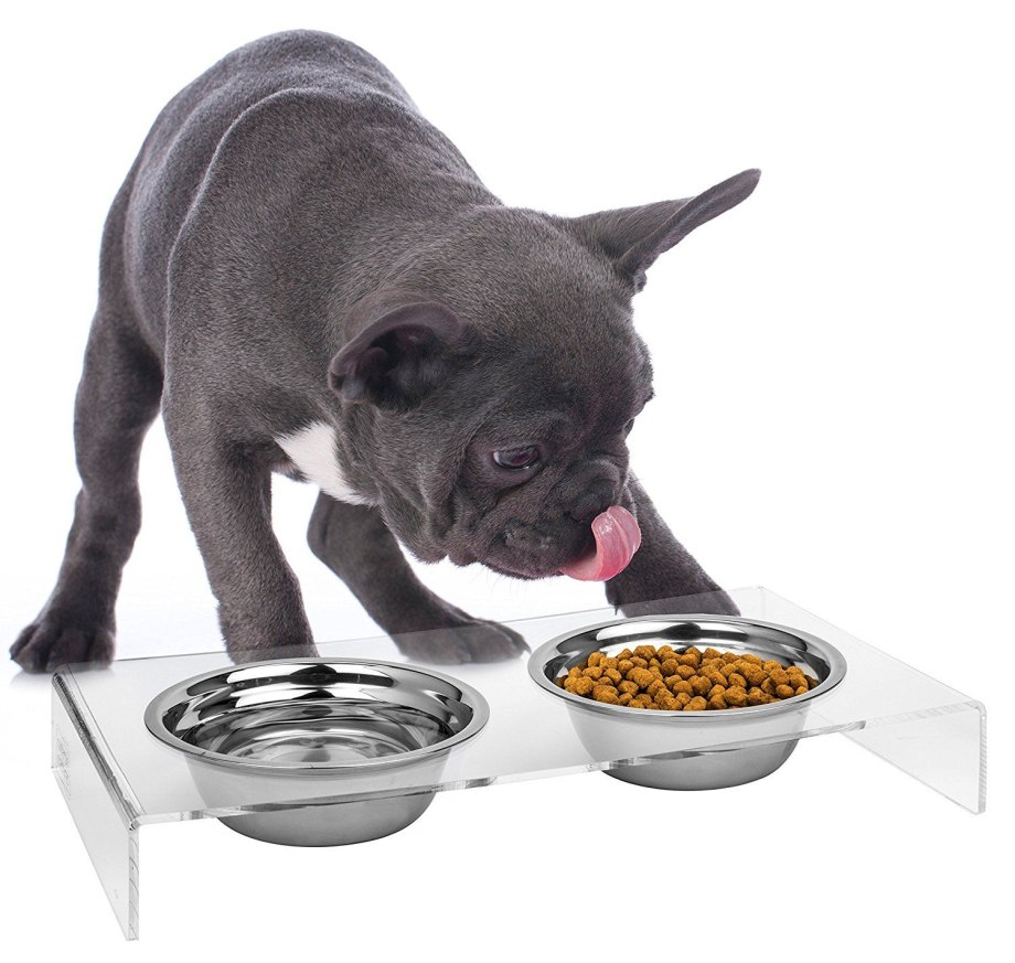 Happy Dog eating photo