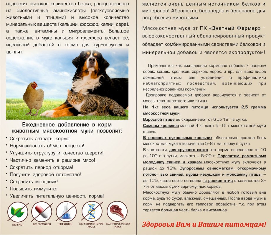 Оказание первой помощи собаке