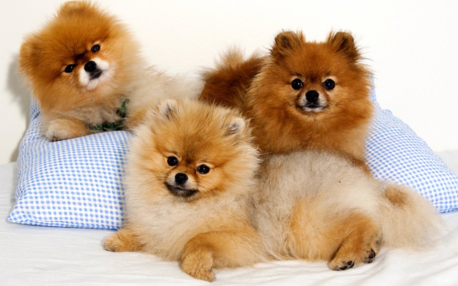 Pomeranian Duck