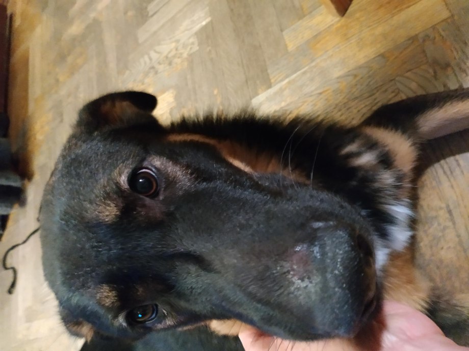 Нижнее веко у лабрадора