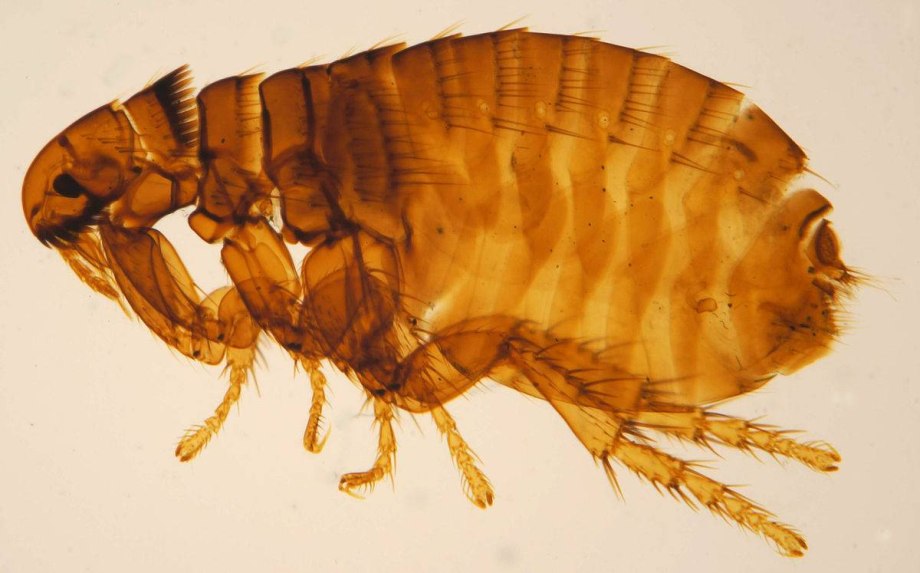 Ceratophyllus tesquorum