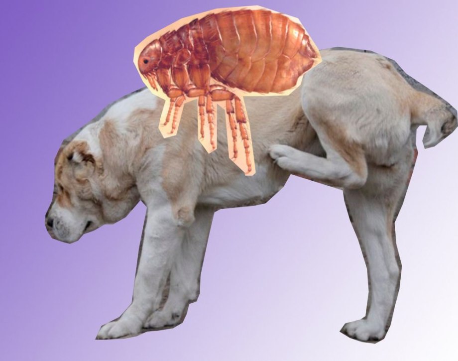 Плохая кошка