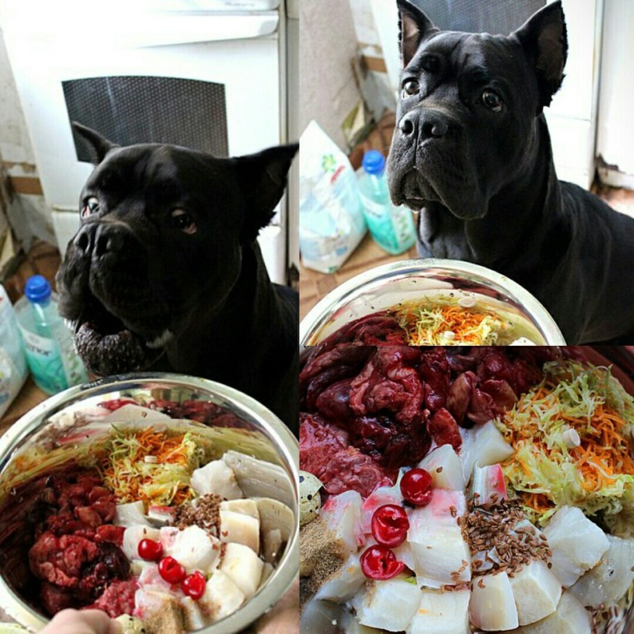 Рацион питания Кане Корсо