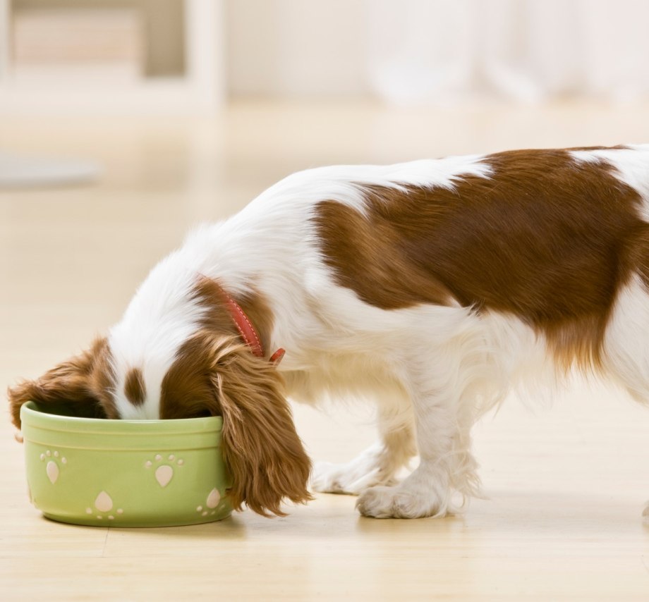Can Dogs eat cucumbers