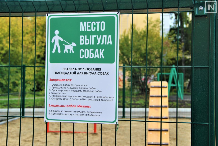 Выгульщик собаки зимой