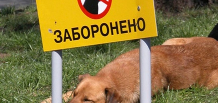 Мир изменится для одной собаки