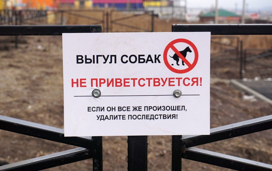 Работа выгул собак за деньги в Славянке