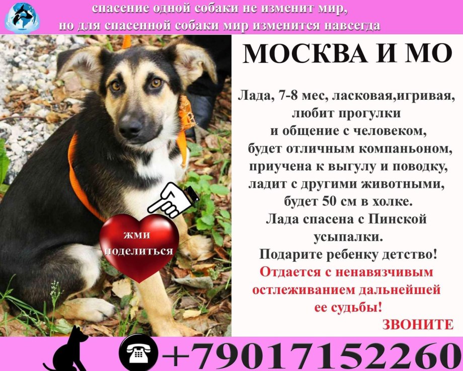 Коап собака. Спасение одной собаки не изменит мир но мир. Для собаки мир изменился навсегда. Список опасных пород собак Владимирской области 2020.