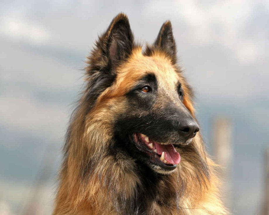 Голландская овчарка / Dutch Shepherd Dog (223) к