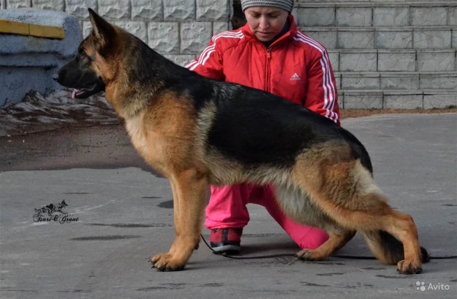 Немецкая овчарка щенок в форме
